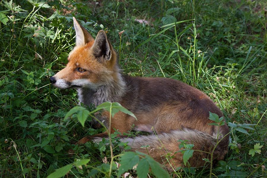 Renard 2 - Grand Paradis.JPG